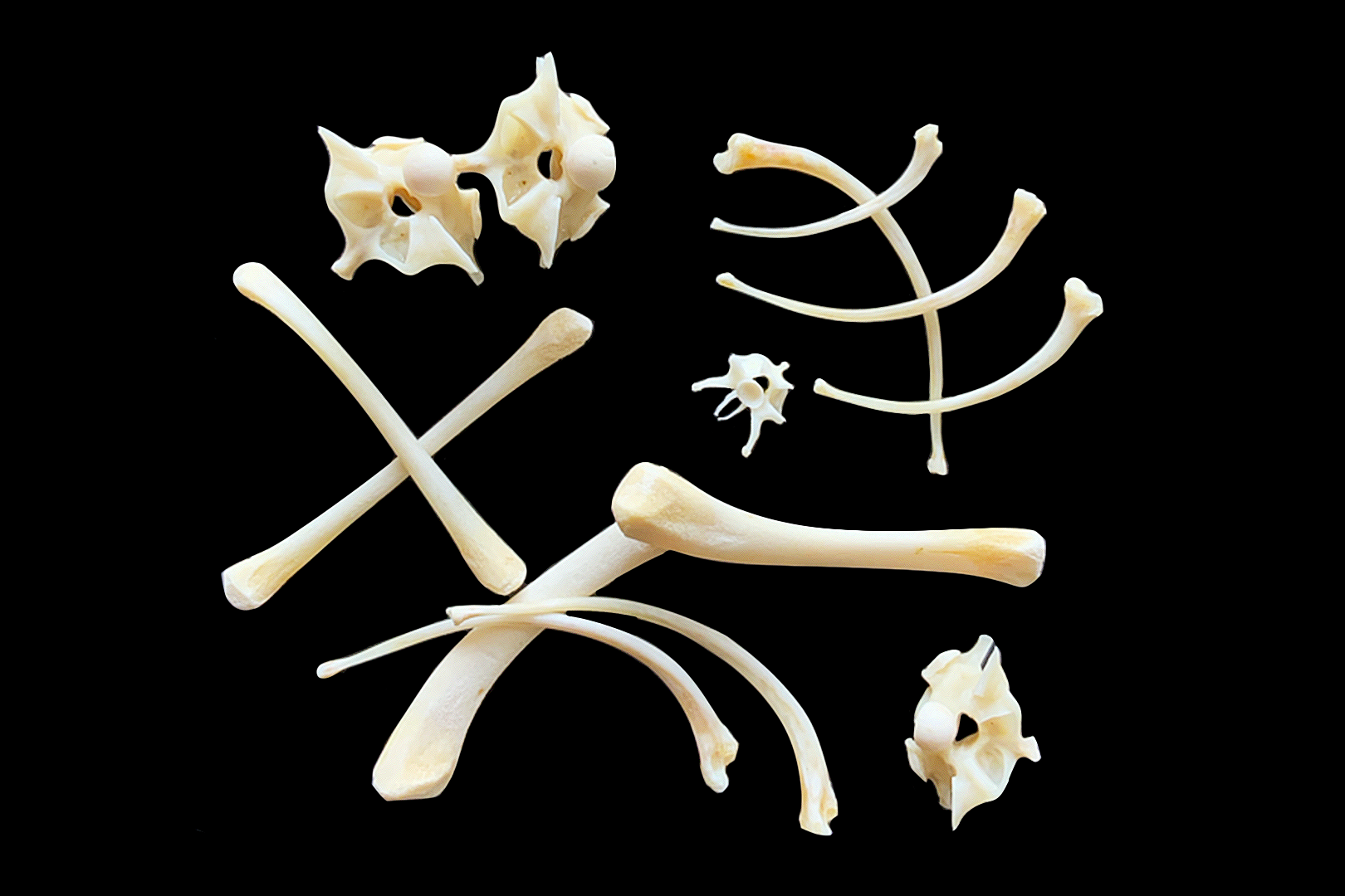 A array of small bones cast on a black cloth